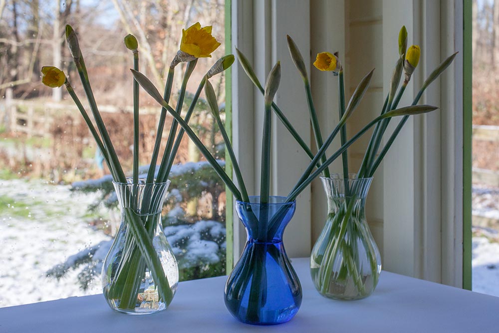 Daffodils on a table top in front of a a window through which can be seen a wood, with snow