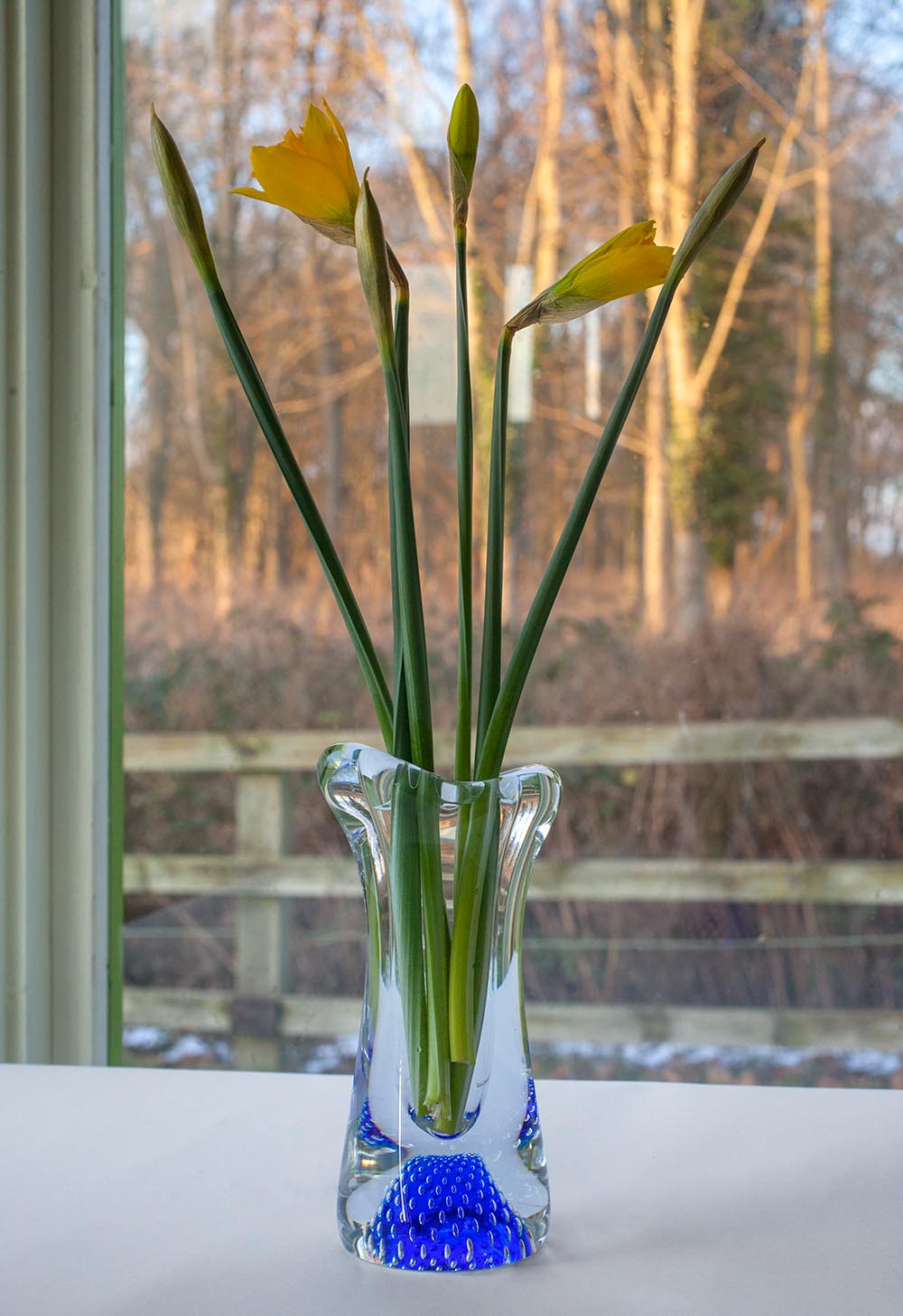 Daffodils in a Czech Bohemian glass vase, in front of a window through which can be seen a wood illuminated by early evening sunlight