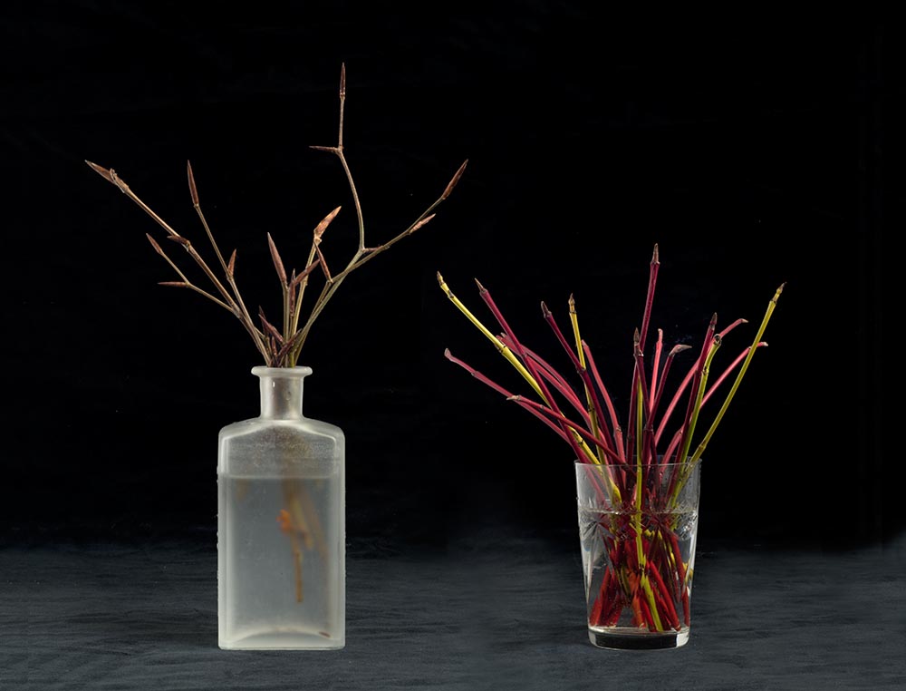 Beech twigs in a small bottle and red and green dogwood cuttings in a glass