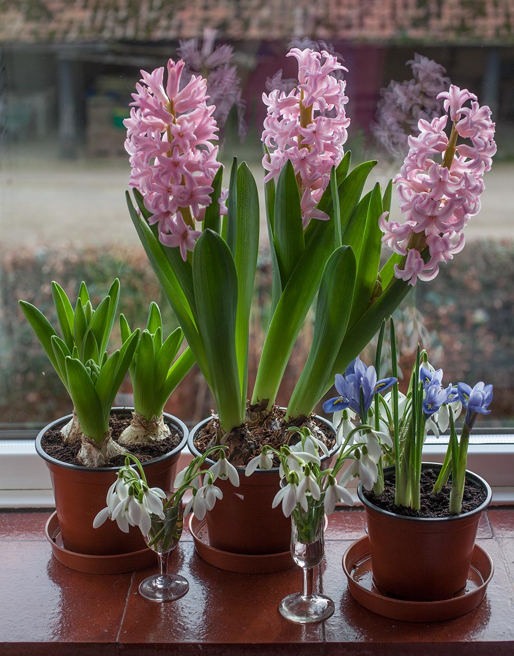 Pink hyacinths, irises and snowdrops on a windowsill