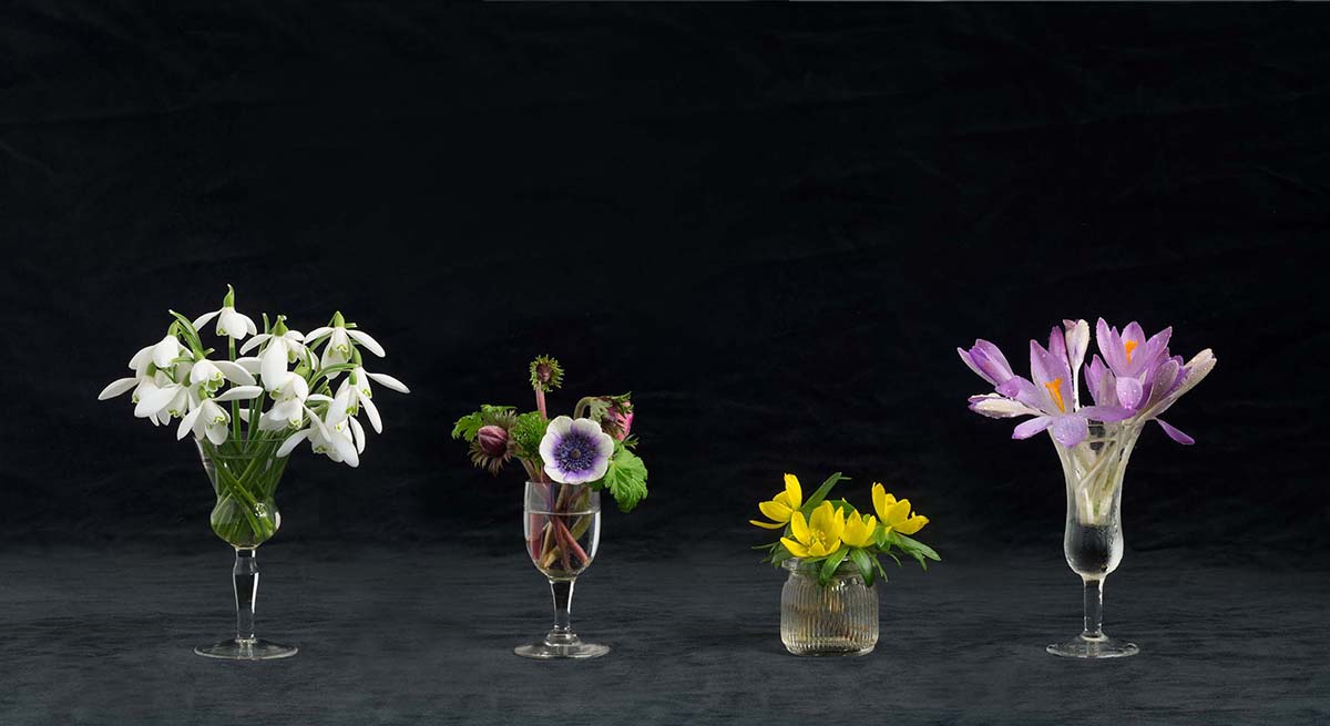 Spring flowers, Snowdrops, anemones, Aconites and crocuses displayed in cocktail glasses