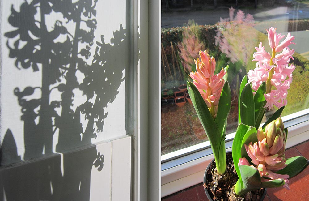 Shadow of hyacinth on a wall and Pink hyacinths in front of a window