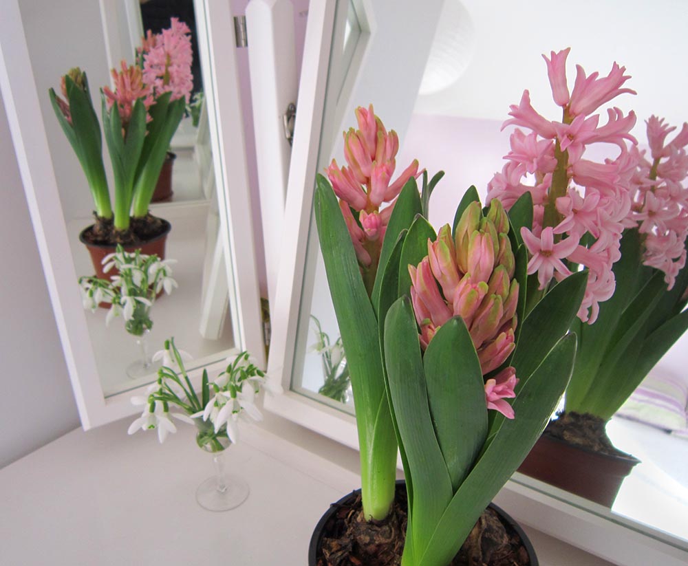 Pink hyacinths in front of a mirror