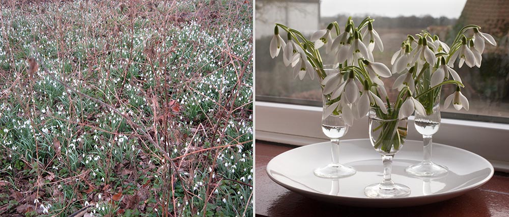 Snowdrops amongst last year's bramble stems and snow drops in small glasses in front of a window
