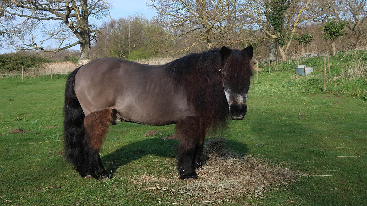A cool and beautifully clipped Shetland Pony looking like he is enjoying life
