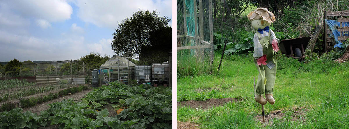 Images of the allotments and a scarecrow. Photo: Kim Crowder, 2018.